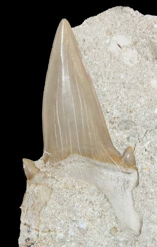 Otodus Shark Tooth Fossil In Rock - Eocene #47735